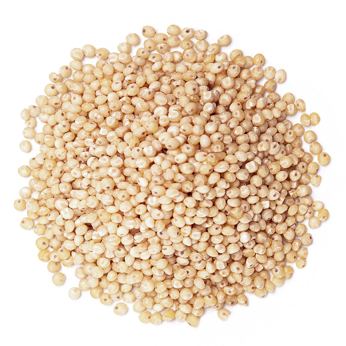 White Sorghum